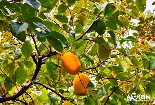 组图丨一大波美图来袭！泰山景区9个赏秋地超出片