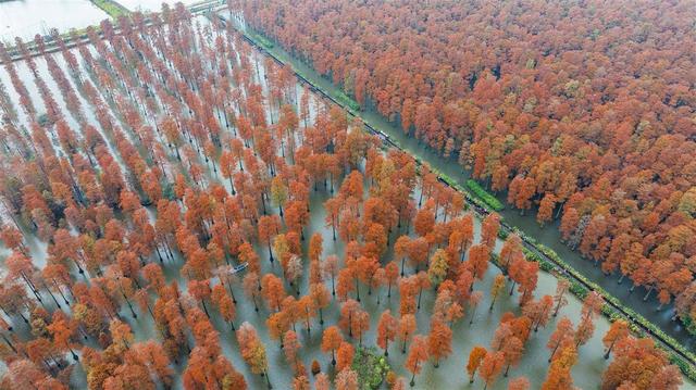 武汉涨渡湖湿地池杉红遍宛如童话世界