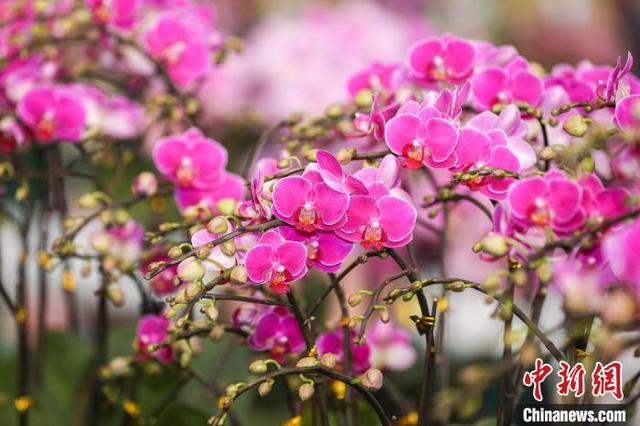 广州哪里有胶花市场 2026年广州哪里有胶花市场批发