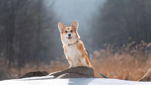 @南方小土豆！白云山免票福利来啦！邀你一起来看雪！