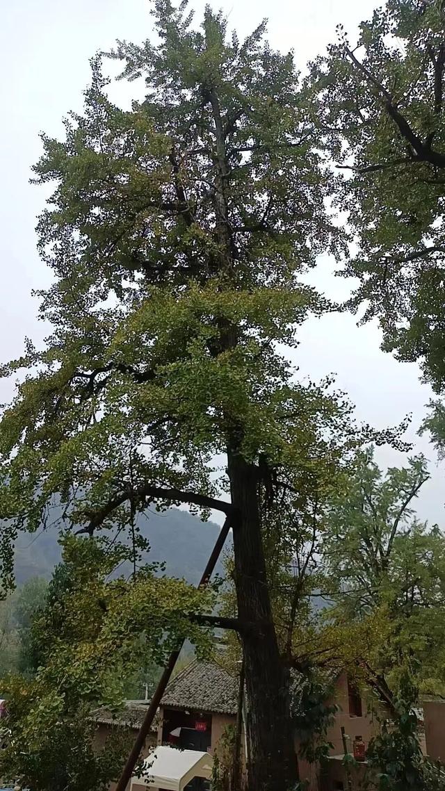 “刷爆”洛阳人朋友圈的金色，谁看谁心动～