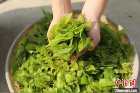 （乡村行·看振兴）江苏睢宁：小小桑树串起绿色增收产业链图片