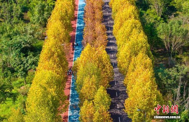 长江上游最大江心岛冬日梧桐绘就金色浪漫