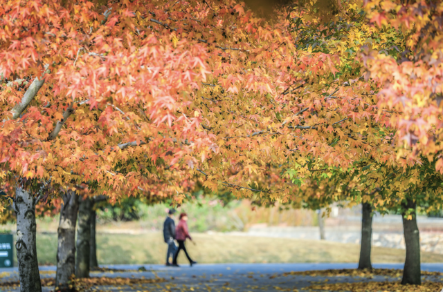 上海顶级秋景！藏着传统中国色→