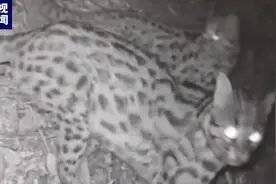 携家带口外出觅食？浙江一保护区三只豹猫罕见“同框”图片