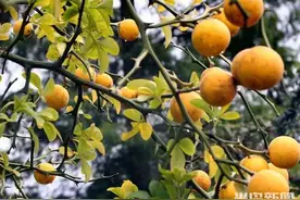 半岛独家丨成熟果实挂满枝头，青岛郊区发现大片野橘子林图片