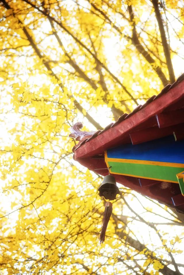 一年只此一季！鄂州网红古银杏进入最佳观赏期，错过再等一年！