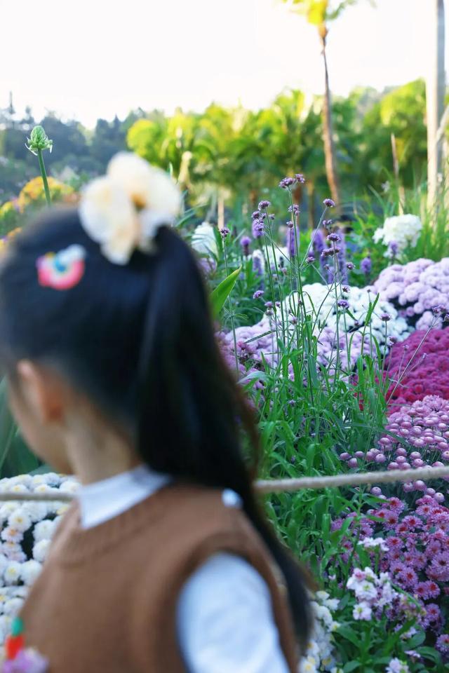 行摄 | 美爆了！秋日花海，限时上映