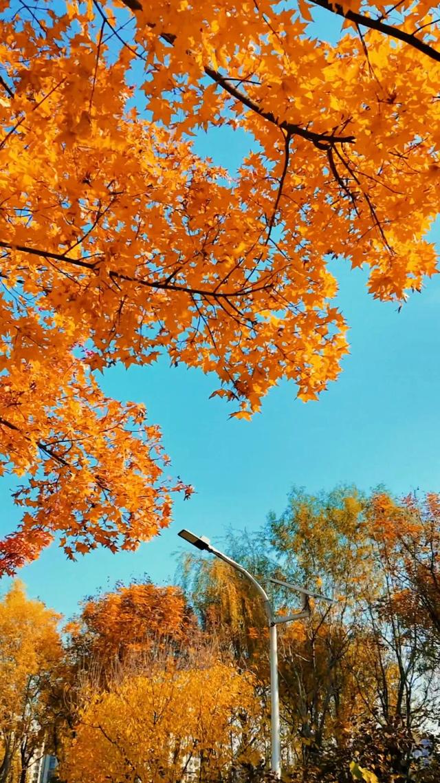 18公里步道免费开放！北京西五环边这个公园迎来最佳观赏期