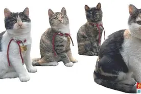 好治愈！“学霸猫”蹭课陪读陪改卷图片