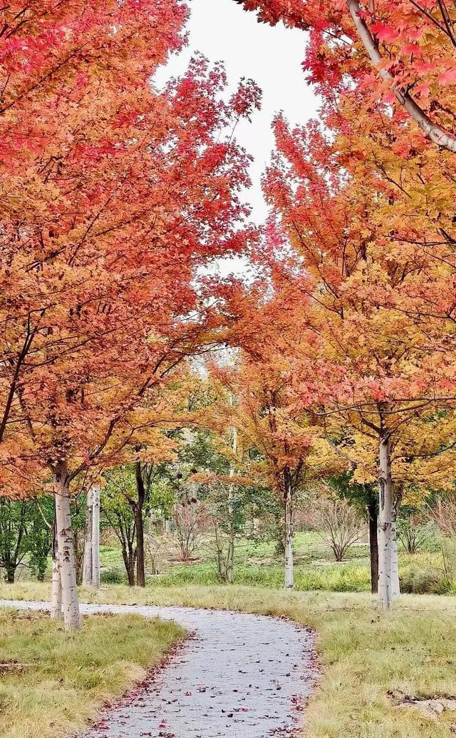 藏不住了！副中心这条4.4公里“红叶大道”，美到封神
