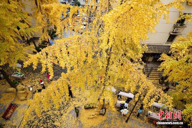 浙江杭州银杏金黄美如画 吸引市民游客打卡