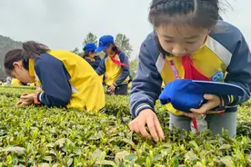 科技赋能、产品多元、文旅融合，宜昌“五峰茶”香天下图片