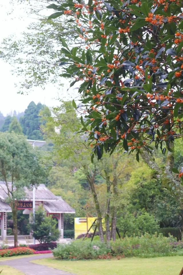 你闻到了吗？福州这些地方好香！