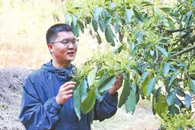 孟连牛油果花次第绽放图片