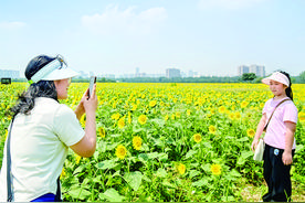 向日葵花海美如画 未央宫国家考古遗址公园向日葵迎来观赏期图片