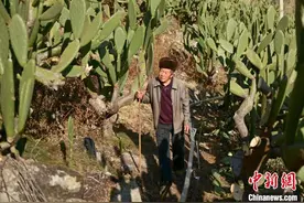 大渡河畔小村庄的仙人掌“奇缘”图片