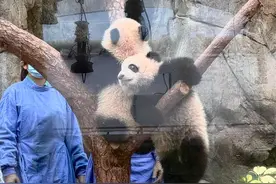 “港产”大熊猫龙凤胎半岁啦！明天起与公众见面图片
