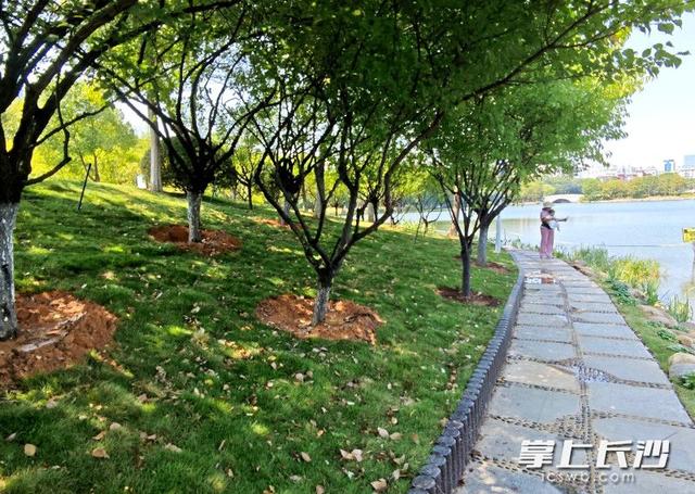年嘉湖红梅林沿线焕新开放 亲水步道伴绿植升级游园体验