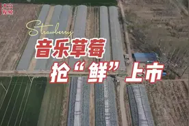 视频｜冬日草莓“鲜”上市 音乐相伴享惬意时光图片