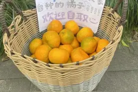 浙江“橘子”大学？甜度有点高！图片