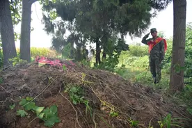 参军报国｜墓前告别双亲，状元男儿去当兵图片