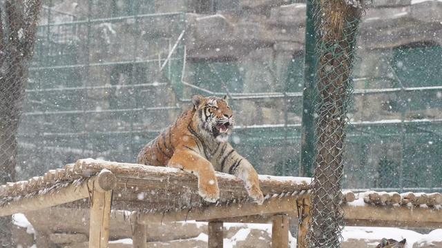 河南文旅雪后盛景：银装素裹绘就“一半仙境，一半人间”画卷