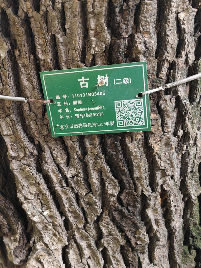 苍苍劲骨！虬枝龙干的天坛古槐欣赏