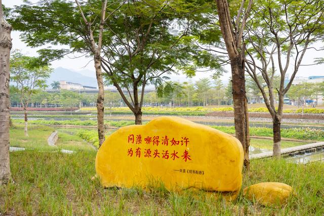 多图｜碧道秋意浓，谢岗镇银湖滨河公园秋景上新