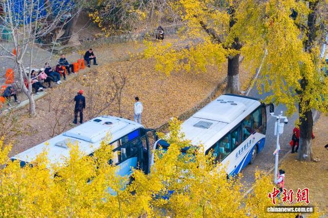 湖北安陆千年银杏林换“金装”