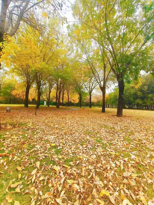 走，到郑州航空港“捡秋”去！丨港视角