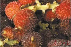 广东人的“高丽参”图片