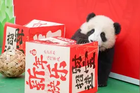 最可爱的“小团子”来啦！大熊猫国家保护研究中心2024级大熊猫幼崽首次亮相｜图集图片