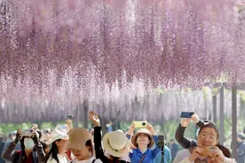 北京玉渊潭公园紫藤花绽放图片