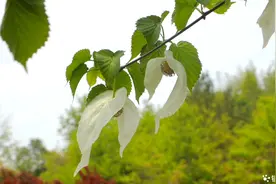 陕西镇坪县：生态补偿 让保护者受益图片