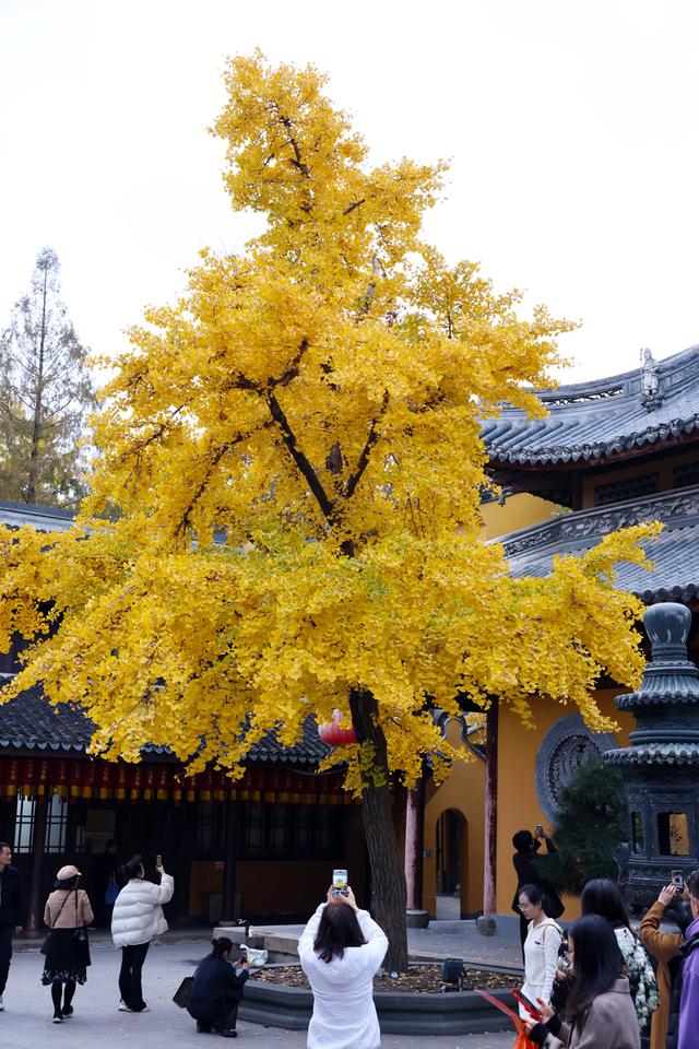 美景叠加禅意：龙华寺成为上海热门赏秋胜地