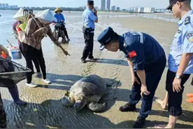回“龟”海洋！茂名海警联合驻地警民救助搁浅海龟图片