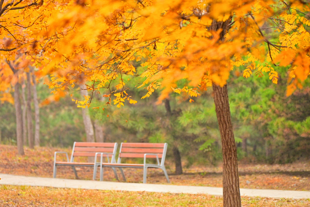 步步皆斑斓，解锁京城秋日诗意