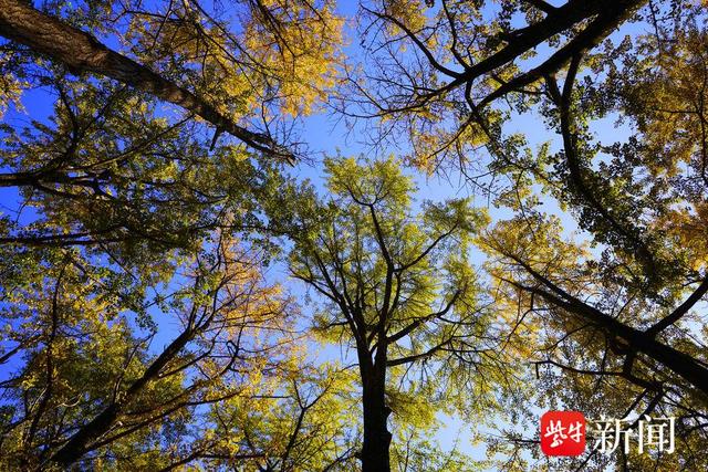 南京清凉山上银杏谷，一片金黄成市民打卡地
