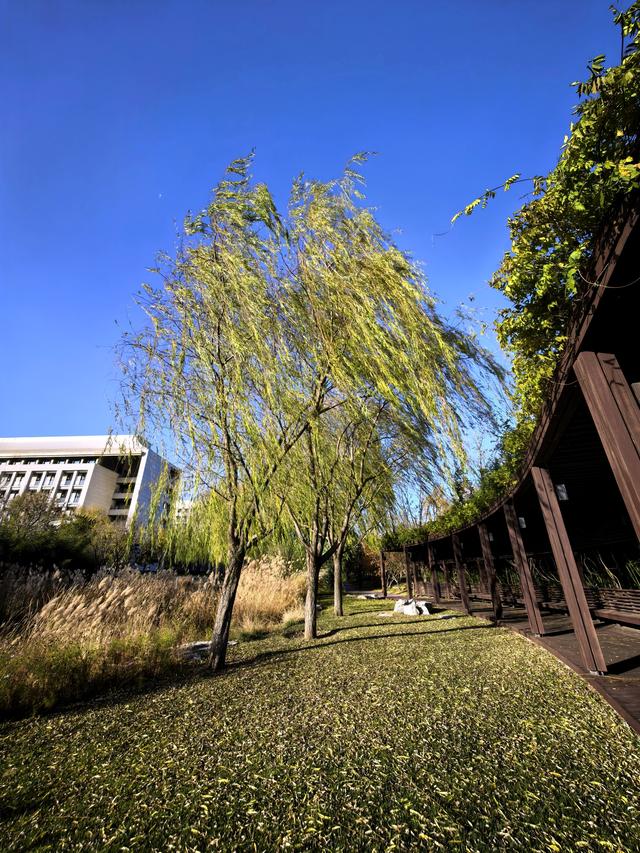 小雪节气，北京通州镜湖之滨好风光