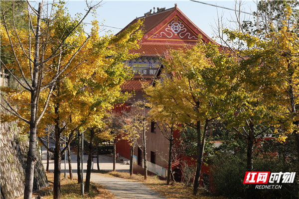五溪秋实记丨靖州飞山：立冬未央秋韵凝诗画（福地怀化·风物季）