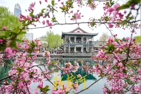 春风和熙，泉城海棠花开正当时 | 新黄河镜相图片