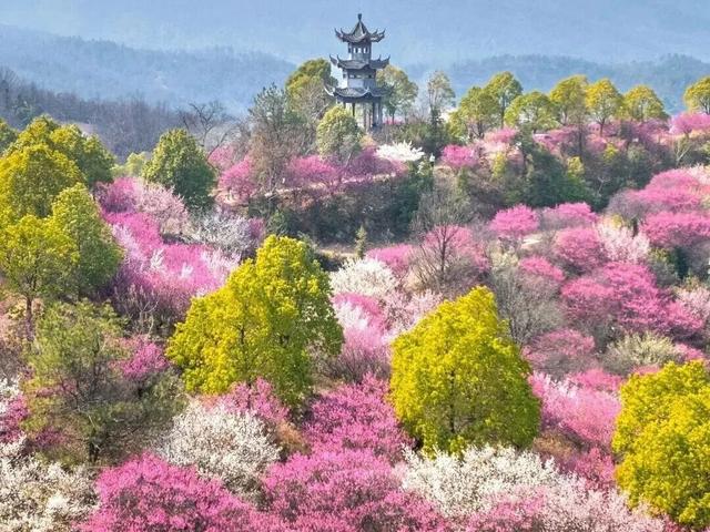 武汉梅花美到封神！官方赏梅地图请收好