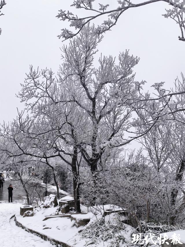 一夜白头！紫金山“千树万树梨花开”