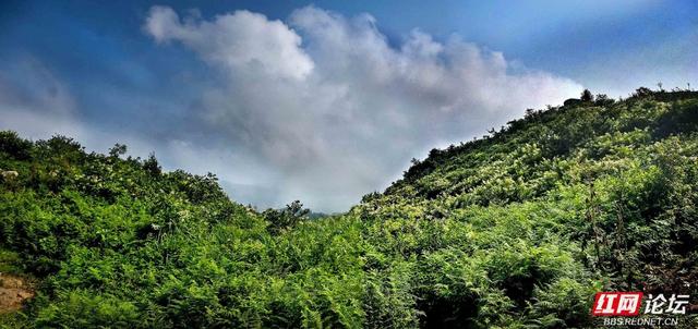 高清湖南丨云来云去处，我在天龙山邂逅山河之美