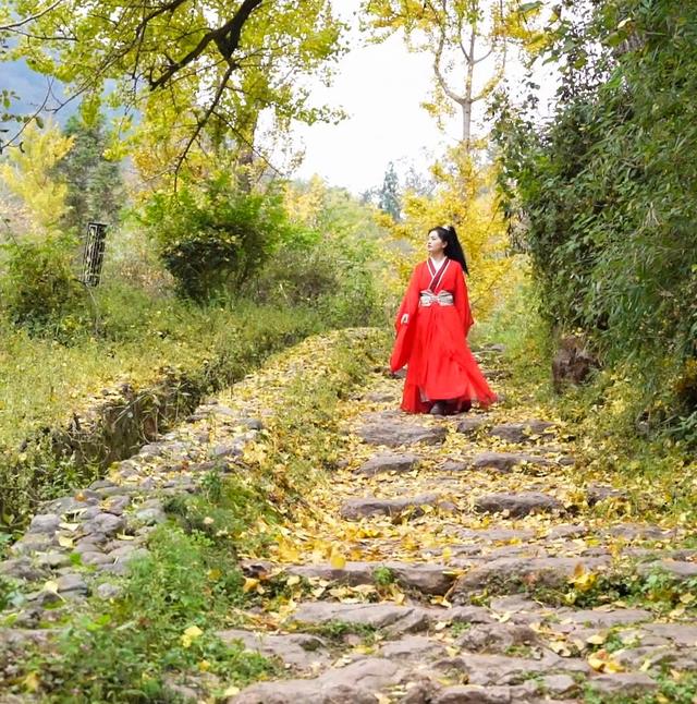 山村尽带黄金甲 古树银杏醉妥乐