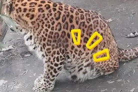 最新画面曝光！“申公豹”变得认不出了，园方回应图片