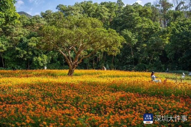 出片率100%！仙湖植物园十万秋花和千平花海讲述深圳故事