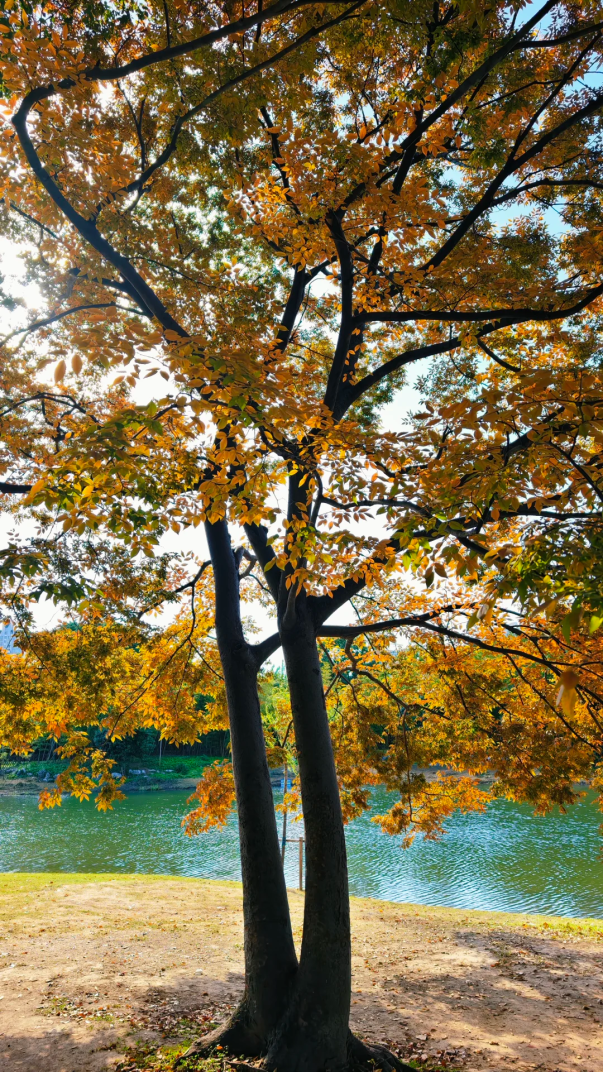 枫叶、梧桐、银杏、乌桕……上海市中心这个免费公园换上了五彩斑斓的秋装→