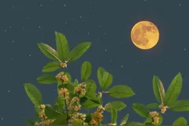 “桂花经济”升温，今年秋天你为桂花买单了吗？图片
